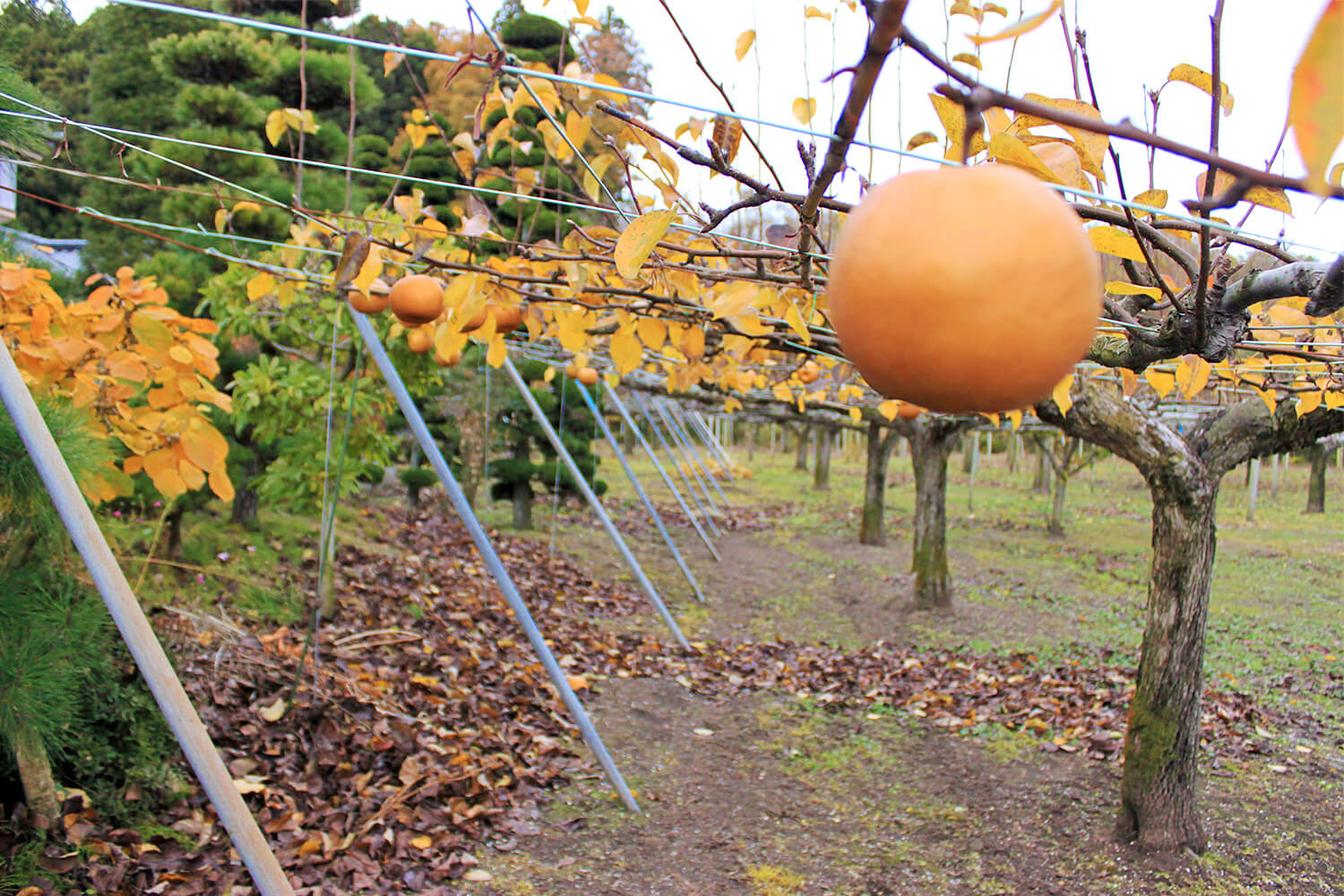 室野井果実園で梨・りんご・桃狩り体験