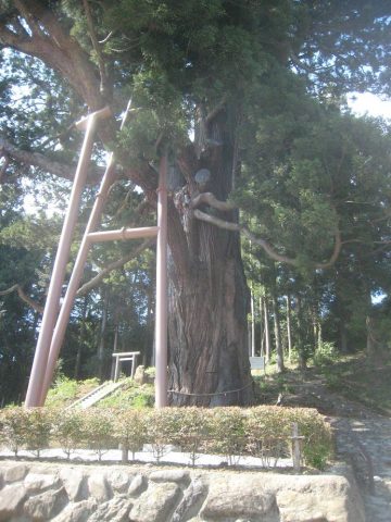 Hirasawa Mida’s Cedar