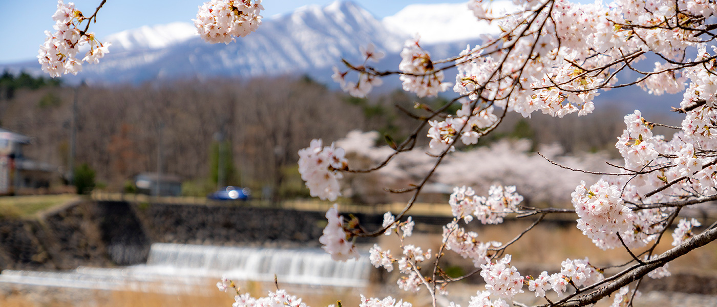 The town of Zao during spring which can be felt through flowers, food and events