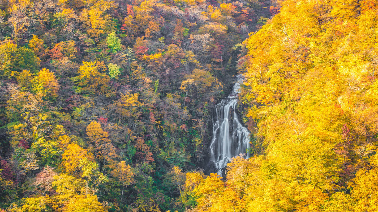 蔵王町で絶対に外せない紅葉絶景スポット「滝見台」
