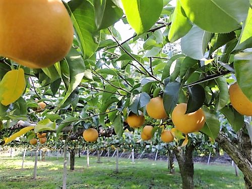 【果物狩り】 多種多様な蔵王産の旬の果物をリーズナブルに堪能しよう！