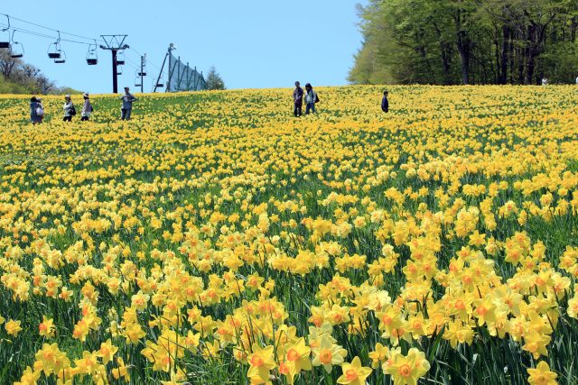 Daffodils and Shiroyashio Azalea