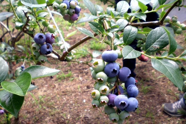 藏王藍莓農場